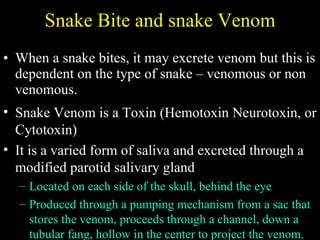 Snake Bite and snake Venom When a snake bites, it may excrete venom but this is dependent on the type of snake – venomous or non venomous. Snake Venom is a Toxin (Hemotoxin Neurotoxin, or Cytotoxin) It is a varied form of saliva and excreted through a modified parotid salivary gland Located on each side of the skull, behind the eye Produced through a pumping mechanism from a sac that stores the venom, proceeds through a channel, down a tubular fang, hollow in the center to project the venom. 