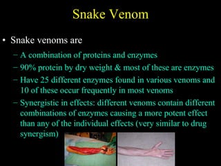 Snake Venom Snake venoms are A combination of proteins and enzymes 90% protein by dry weight & most of these are enzymes Have 25 different enzymes found in various venoms and 10 of these occur frequently in most venoms Synergistic in effects: different venoms contain different combinations of enzymes causing a more potent effect than any of the individual effects (very similar to drug synergism) 