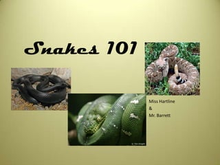 Snakes 101 Miss Hartline & Mr. Barrett 