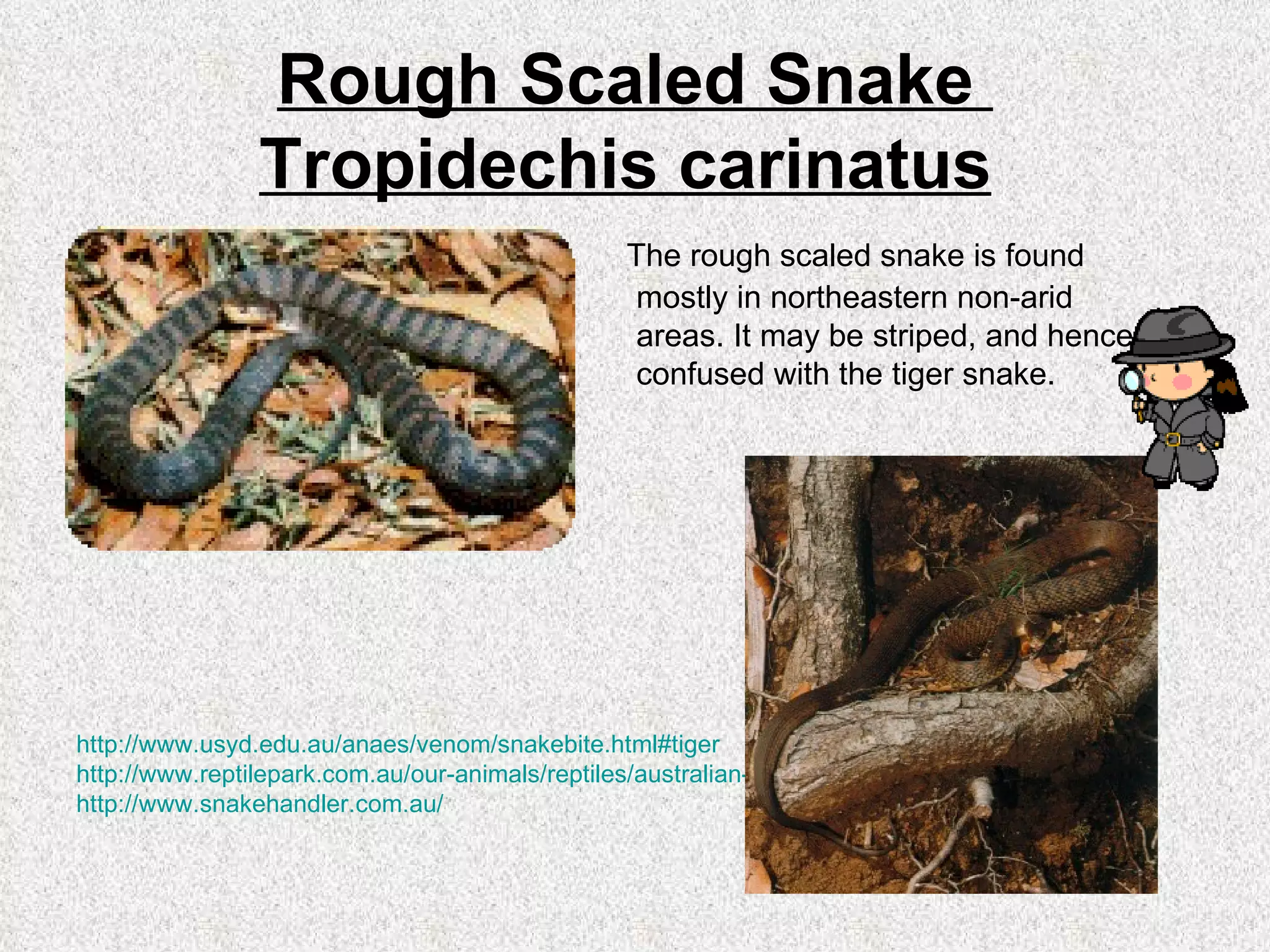 Snake safety design brief | PPT