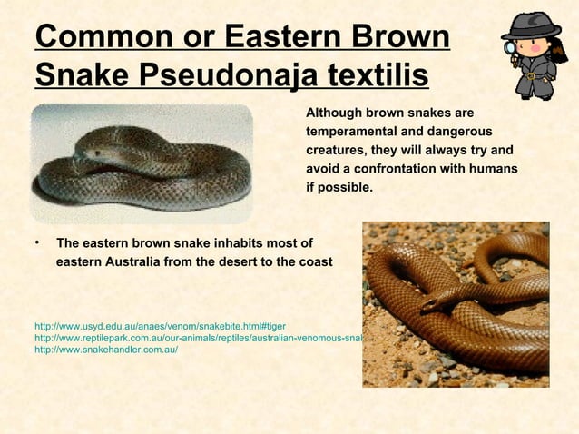 Snake safety design brief | PPT | Reptiles | Pets