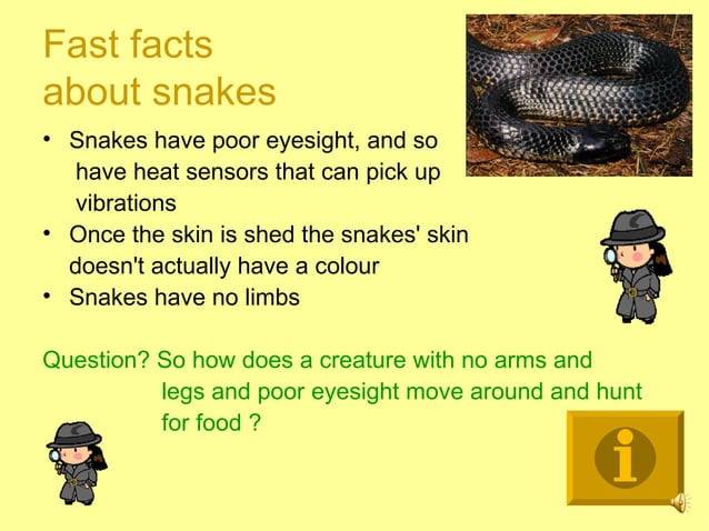 Snake safety design brief | PPT | Reptiles | Pets