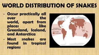 WORLD DISTRIBUTION OF SNAKES
• Occur practically all
over the
world, apart from
places like
Greenland, Iceland,
and Antarctica
• Most snakes are
found in tropical
regions
 