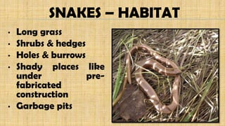 SNAKES – HABITAT
• Long grass
• Shrubs & hedges
• Holes & burrows
• Shady places like
under pre-
fabricated
construction
• Garbage pits
 