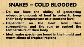 SNAKES – COLD BLOODED
• Do not have the ability of generating
adequate amounts of heat in order to keep
their body temperature at a constant level
• Dependent on the heat from their
surroundings and the sun to control the
temperature of their body
• Most snake species are found in the humid and
warm climes of tropical regions
 