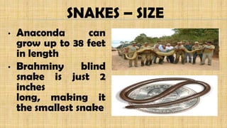 SNAKES – SIZE
• Anaconda can
grow up to 38 feet
in length
• Brahminy blind
snake is just 2
inches
long, making it
the smallest snake
 