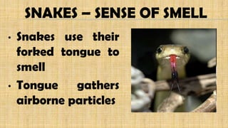 SNAKES – SENSE OF SMELL
• Snakes use their
forked tongue to
smell
• Tongue gathers
airborne particles
 