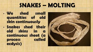 SNAKES – MOLTING
• We shed small
quantities of old
skin continuously
• Snakes shed their
old skins in a
continuous sheet (a
process called
ecdysis)
 