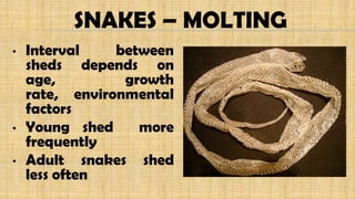 SNAKES – MOLTING
• Interval between
sheds depends on
age, growth
rate, environmental
factors
• Young shed more
frequently
• Adult snakes shed
less often
 