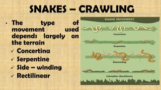 SNAKES – CRAWLING
• The type of
movement used
depends largely on
the terrain
 Concertina
 Serpentine
 Side – winding
 Rectilinear
 