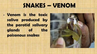 SNAKES – VENOM
• Venom is the toxic
saliva produced by
the parotid salivary
glands of the
poisonous snakes
 