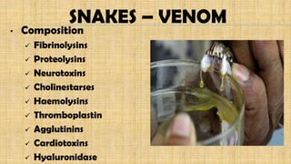 SNAKES – VENOM
• Composition
 Fibrinolysins
 Proteolysins
 Neurotoxins
 Cholinestarses
 Haemolysins
 Thromboplastin
 Agglutinins
 Cardiotoxins
 Hyaluronidase
 