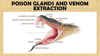 POISON GLANDS AND VENOM
EXTRACTION
 