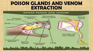 POISON GLANDS AND VENOM
EXTRACTION
 