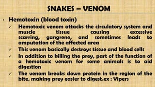 • Hemotoxin (blood toxin)
 Hemotoxic venom attacks the circulatory system and
muscle tissue causing excessive
scarring, gangrene, and sometimes leads to
amputation of the affected area
 This venom basically destroys tissue and blood cells
 In addition to killing the prey, part of the function of
a hemotoxic venom for some animals is to aid
digestion
 The venom breaks down protein in the region of the
bite, making prey easier to digest.ex : Vipers
SNAKES – VENOM
 