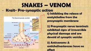 SNAKES – VENOM
• Krait- Pre-synaptic action
1) Inhibiting the release of
acetylcholine from the
presynaptic membrane
2) Presynaptic nerve terminals
exhibited signs of irreversible
physical damage and are
devoid of synaptic vesicles
3) Antivenoms &
anticholinesterases have no
effect
 