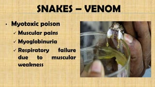 SNAKES – VENOM
• Myotoxic poison
 Muscular pains
 Myoglobinuria
 Respiratory failure
due to muscular
weakness
 