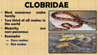 CLOBRIDAE
• Most numerous snake
family
• Two third of all snakes in
the world
• Majority are
non-poisonous
• Examples
— Corn snakes
— Rat snakes
 