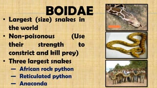 • Largest (size) snakes in
the world
• Non-poisonous (Use
their strength to
constrict and kill prey)
• Three largest snakes
— African rock python
— Reticulated python
— Anaconda
BOIDAE
 