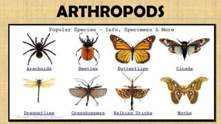 ARTHROPODS
 