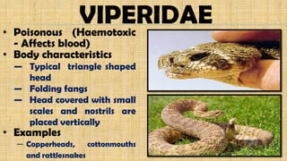 VIPERIDAE• Poisonous (Haemotoxic
- Affects blood)
• Body characteristics
— Typical triangle shaped
head
— Folding fangs
— Head covered with small
scales and nostrils are
placed vertically
• Examples
─ Copperheads, cottonmouths
and rattlesnakes
 