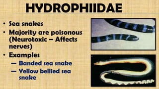 HYDROPHIIDAE
• Sea snakes
• Majority are poisonous
(Neurotoxic – Affects
nerves)
• Examples
— Banded sea snake
— Yellow bellied sea
snake
 