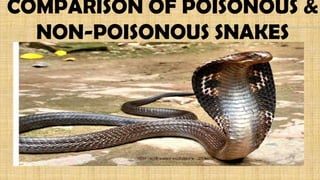 COMPARISON OF POISONOUS &
NON-POISONOUS SNAKES
 