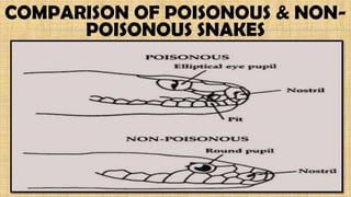 COMPARISON OF POISONOUS & NON-
POISONOUS SNAKES
 
