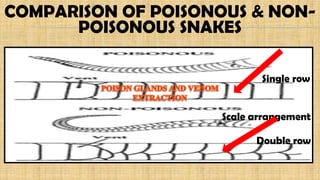 Scale arrangement
Single row
Double row
COMPARISON OF POISONOUS & NON-
POISONOUS SNAKES
 