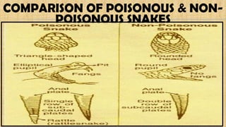 COMPARISON OF POISONOUS & NON-
POISONOUS SNAKES
 