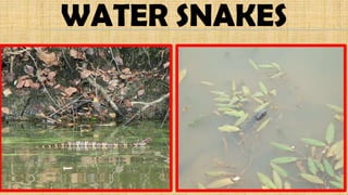 WATER SNAKES
 