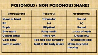 Characteristic Poisonous Nonpoisonous
Shape of head Triangular Round
Pit (+) (-)
Pupils Elliptical Round
Bite marks Fang marks 2 rows of teeth
Caudal plates Single row Double row
Color body Red ring next to yellow Alternating color
Swim in water Most of the body afloat Often only head
showing
POISONOUS / NON POISONOUS SNAKES
 