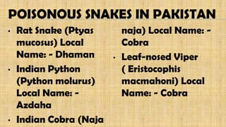 POISONOUS SNAKES IN PAKISTAN
• Rat Snake (Ptyas
mucosus) Local
Name: - Dhaman
• Indian Python
(Python molurus)
Local Name: -
Azdaha
• Indian Cobra (Naja
naja) Local Name: -
Cobra
• Leaf-nosed Viper
( Eristocophis
macmahoni) Local
Name: - Cobra
 