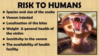 RISK TO HUMANS
• Species and size of the snake
• Venom injected
• Localization of the bites
• Weight & general health of
the victim
• Sensitivity to the venom
• The availability of health
facility
 