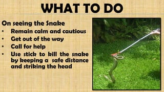 WHAT TO DO
On seeing the Snake
• Remain calm and cautious
• Get out of the way
• Call for help
• Use stick to kill the snake
by keeping a safe distance
and striking the head
 