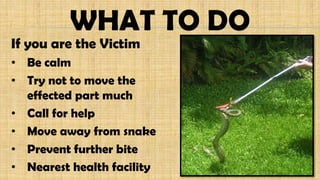 If you are the Victim
• Be calm
• Try not to move the
effected part much
• Call for help
• Move away from snake
• Prevent further bite
• Nearest health facility
WHAT TO DO
 