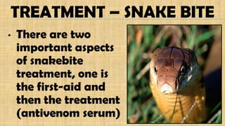 • There are two
important aspects
of snakebite
treatment, one is
the first-aid and
then the treatment
(antivenom serum)
TREATMENT – SNAKE BITE
 