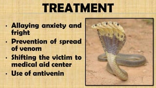 TREATMENT
• Allaying anxiety and
fright
• Prevention of spread
of venom
• Shifting the victim to
medical aid center
• Use of antivenin
 