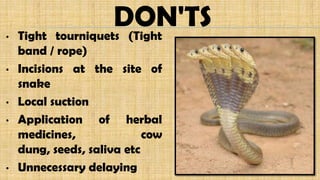 DON'TS• Tight tourniquets (Tight
band / rope)
• Incisions at the site of
snake
• Local suction
• Application of herbal
medicines, cow
dung, seeds, saliva etc
• Unnecessary delaying
 