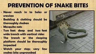 PREVENTION OF SNAKE BITES
• Never reach in to holes or
crevices
• Bedding & clothing should be
thoroughly shaken
• Mosquito nets
• Two feet deep and two feet
wide trench with vertical sides
• The trench or the sleeping
platform should be thoroughly
inspected
• Watch your step; very few
snakes bite unprovoked
 