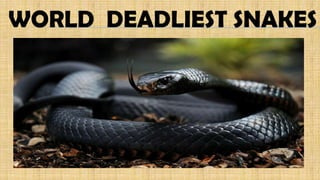 WORLD DEADLIEST SNAKES
 