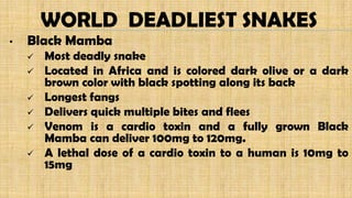 • Black Mamba
 Most deadly snake
 Located in Africa and is colored dark olive or a dark
brown color with black spotting along its back
 Longest fangs
 Delivers quick multiple bites and flees
 Venom is a cardio toxin and a fully grown Black
Mamba can deliver 100mg to 120mg.
 A lethal dose of a cardio toxin to a human is 10mg to
15mg
WORLD DEADLIEST SNAKES
 