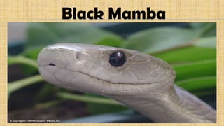 Black Mamba
 