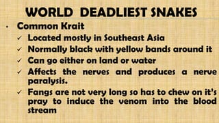 • Common Krait
 Located mostly in Southeast Asia
 Normally black with yellow bands around it
 Can go either on land or water
 Affects the nerves and produces a nerve
paralysis.
 Fangs are not very long so has to chew on it’s
pray to induce the venom into the blood
stream
WORLD DEADLIEST SNAKES
 
