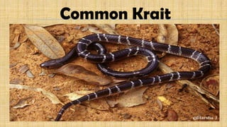 Common Krait
 