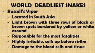 • Russell’s Viper
 Located in South Asia
 Light brown with three rows of black or
brown spots bordered by yellow or white
around
 Responsible for the most fatalities
 Highly irritable, coils up before strike
 Damage to the blood cells and tissue
WORLD DEADLIEST SNAKES
 