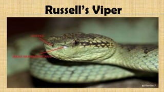 Russell’s Viper
 