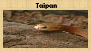 Taipan
 