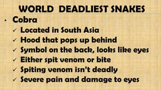 • Cobra
 Located in South Asia
 Hood that pops up behind
 Symbol on the back, looks like eyes
 Either spit venom or bite
 Spiting venom isn’t deadly
 Severe pain and damage to eyes
WORLD DEADLIEST SNAKES
 