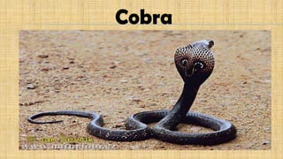 Cobra
 